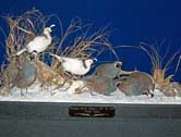 Valley Quail Glass Case